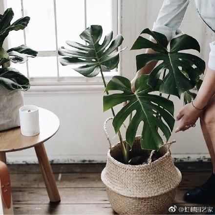 家居好盆友· 清涼無極限——意芙軟裝綠植薈萃!