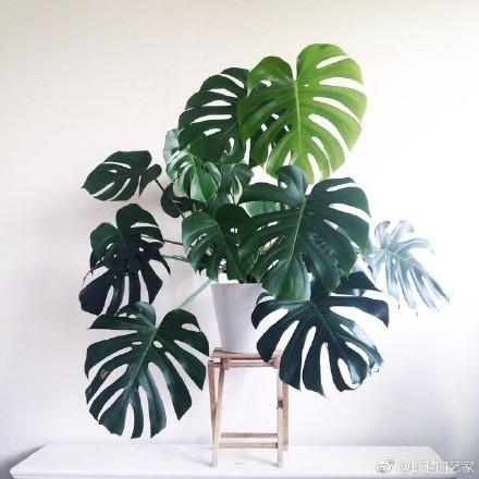 家居好盆友· 清涼無極限——意芙軟裝綠植薈萃!