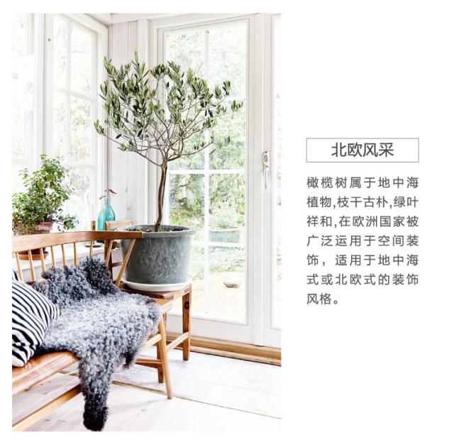 家居好盆友· 清涼無極限——意芙軟裝綠植薈萃!