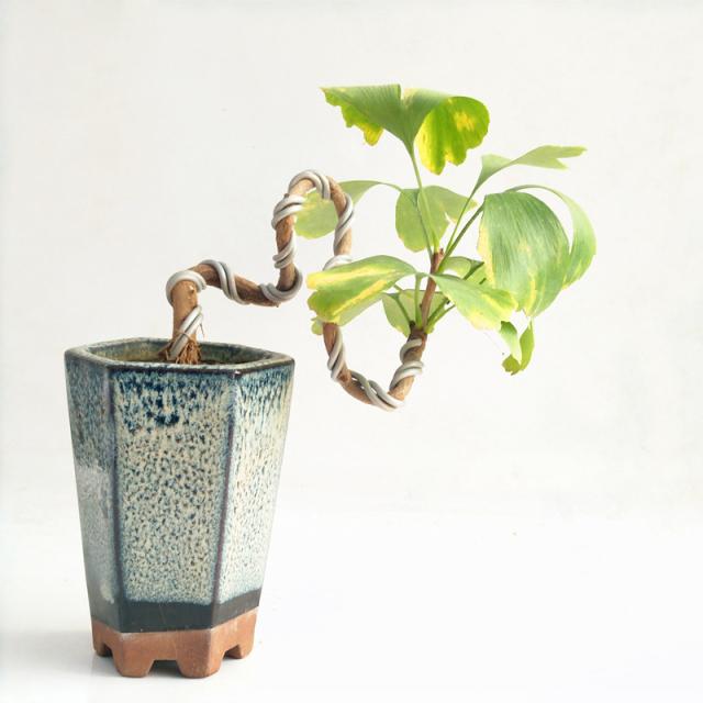 家居好盆友· 清涼無極限——意芙軟裝綠植薈萃!