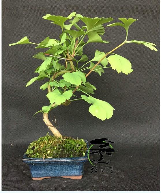 家居好盆友· 清涼無極限——意芙軟裝綠植薈萃!