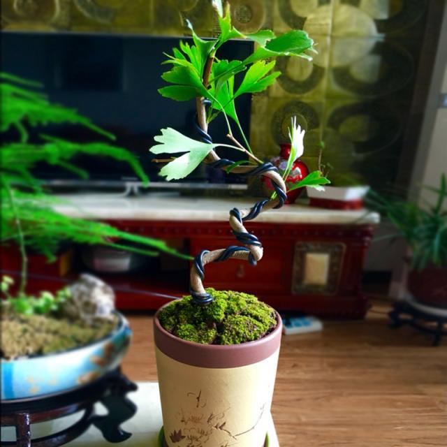 家居好盆友· 清涼無極限——意芙軟裝綠植薈萃!