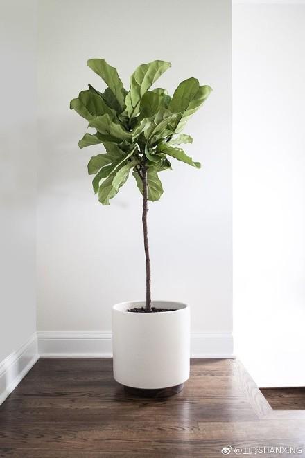 家居好盆友· 清涼無極限——意芙軟裝綠植薈萃!