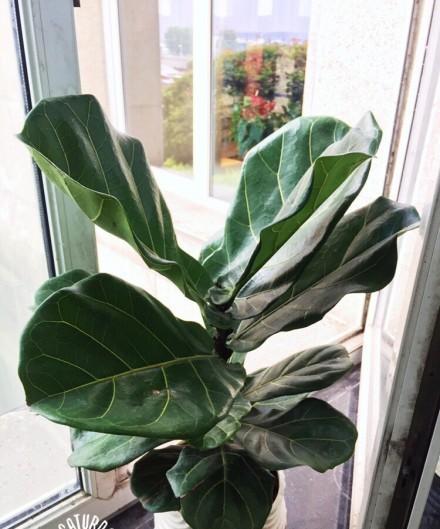 家居好盆友· 清涼無極限——意芙軟裝綠植薈萃!