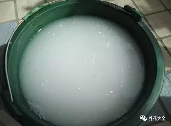 綠蘿吊蘭梔子爛根了別扔,一個動作就能起死回生!