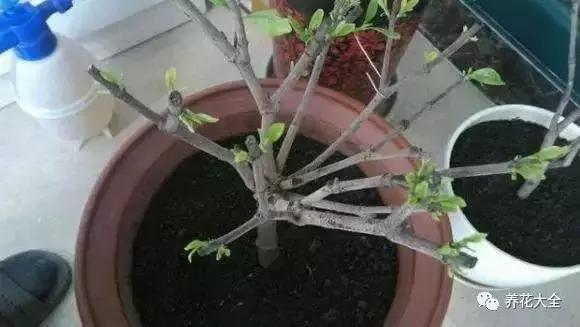 綠蘿吊蘭梔子爛根了別扔,一個動作就能起死回生!