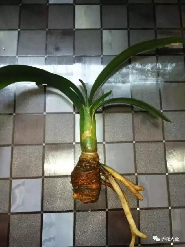 綠蘿吊蘭梔子爛根了別扔,一個動作就能起死回生!