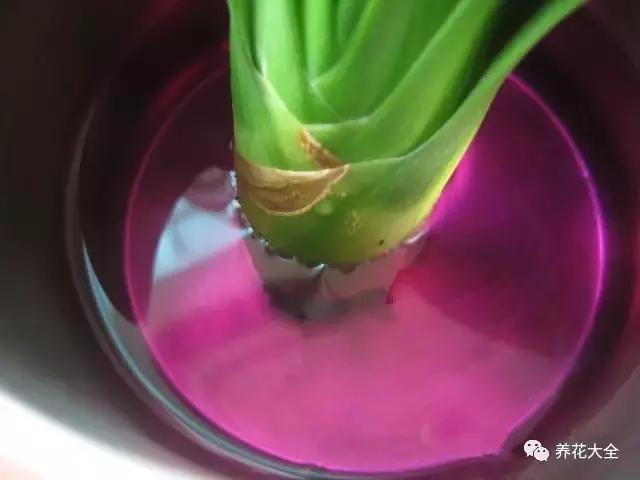 綠蘿吊蘭梔子爛根了別扔,一個動作就能起死回生!