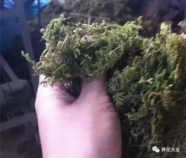 綠蘿吊蘭梔子爛根了別扔,一個動作就能起死回生!