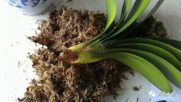 綠蘿吊蘭梔子爛根了別扔,一個動作就能起死回生!