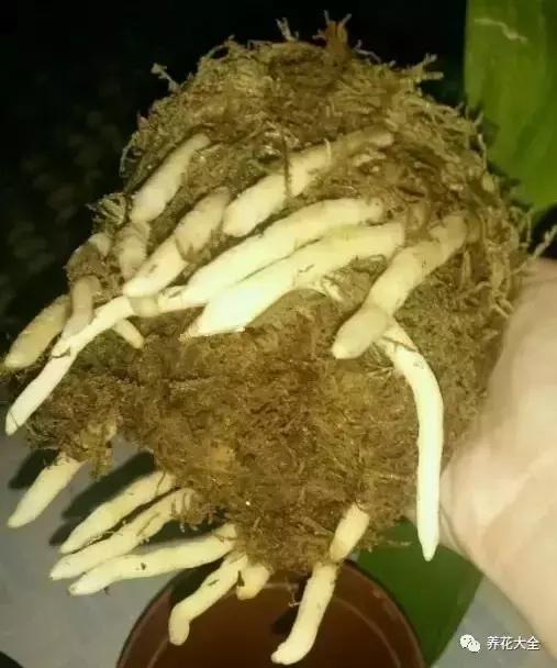 綠蘿吊蘭梔子爛根了別扔,一個動作就能起死回生!