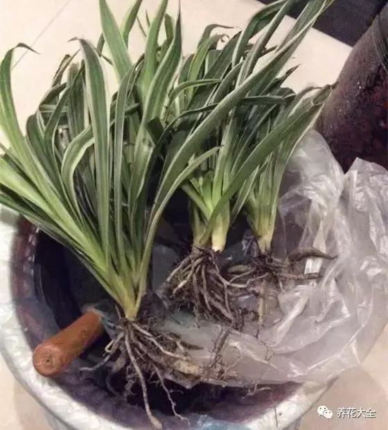 綠蘿吊蘭梔子爛根了別扔,一個動作就能起死回生!
