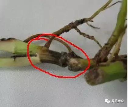 綠蘿吊蘭梔子爛根了別扔,一個動作就能起死回生!