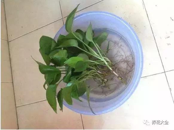 綠蘿吊蘭梔子爛根了別扔,一個動作就能起死回生!