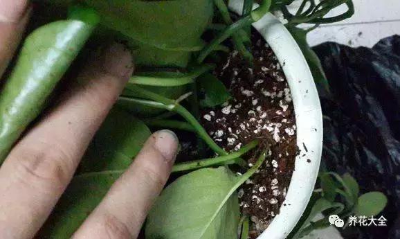 綠蘿吊蘭梔子爛根了別扔,一個動作就能起死回生!