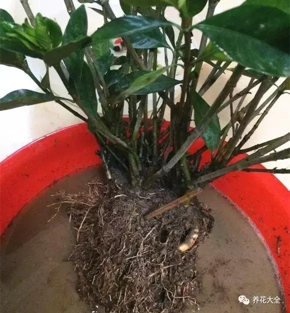 綠蘿吊蘭梔子爛根了別扔,一個動作就能起死回生!