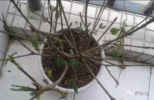 綠蘿吊蘭梔子爛根了別扔,一個動作就能起死回生!