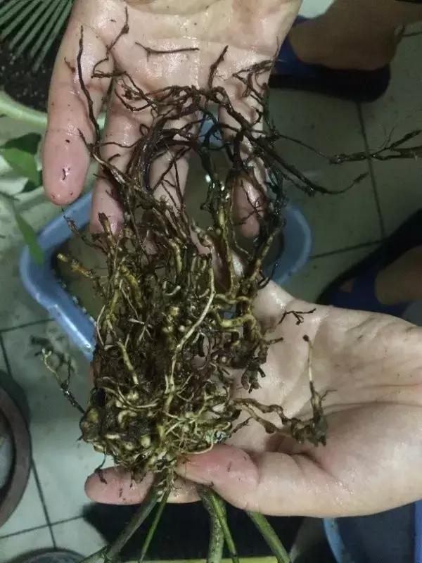 綠蘿吊蘭梔子爛根了別扔,一個動作就能起死回生!