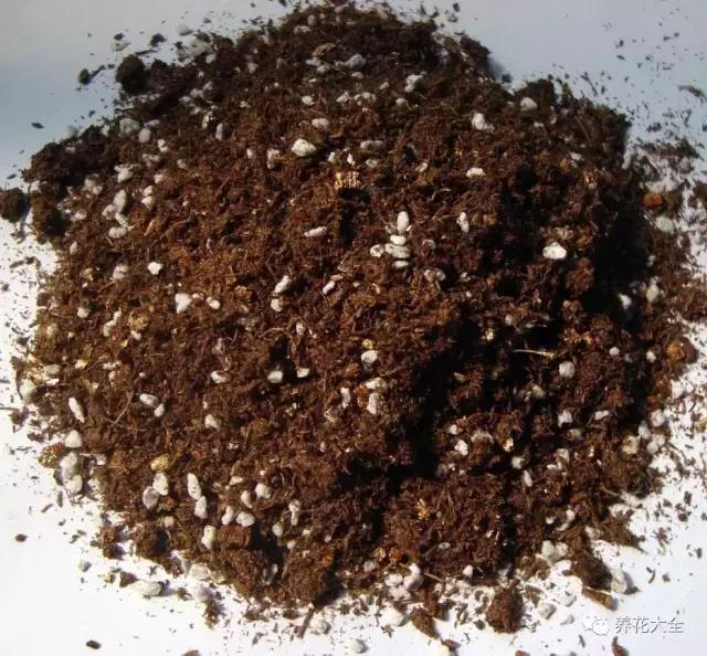 綠蘿吊蘭梔子爛根了別扔,一個動作就能起死回生!