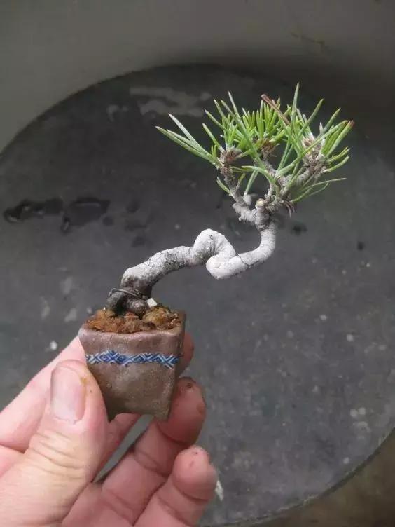 指尖上的盆栽，你見過嗎？