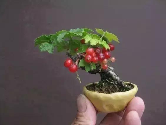 指尖上的盆栽，你見過嗎？
