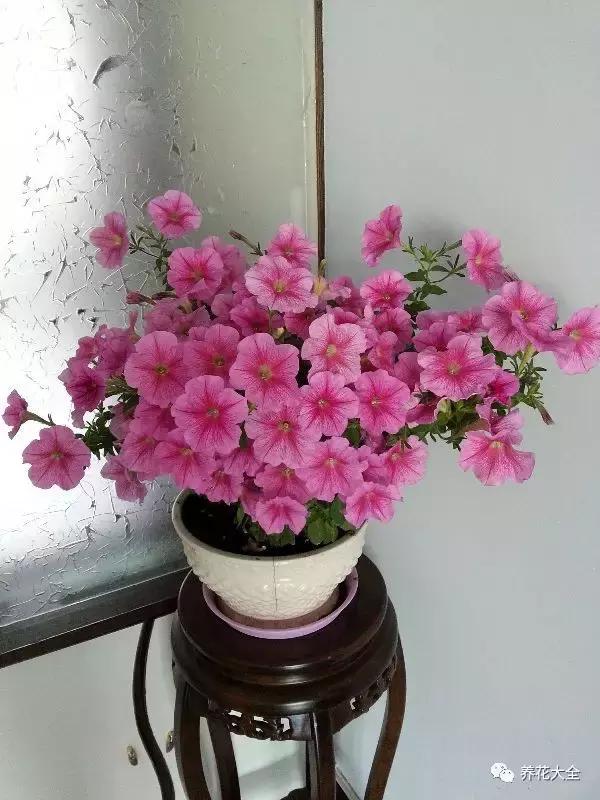 50種花夏季澆水大全,學不會花必死!