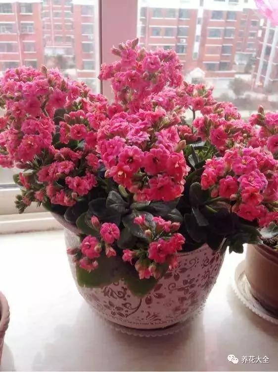 50種花夏季澆水大全,學不會花必死!