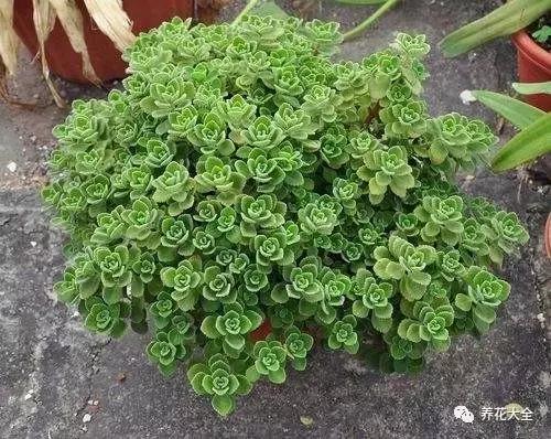 50種花夏季澆水大全,學不會花必死!