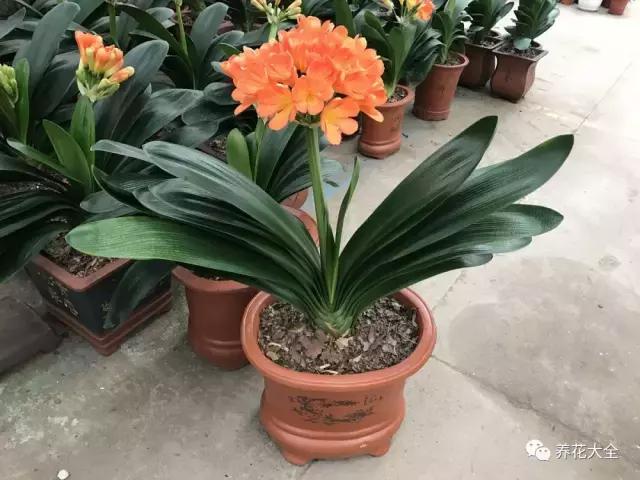 50種花夏季澆水大全,學不會花必死!