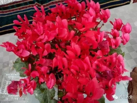 50種花夏季澆水大全,學不會花必死!