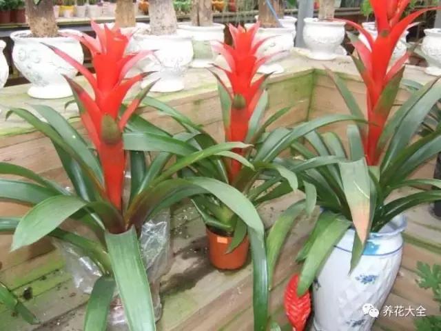 50種花夏季澆水大全,學不會花必死!