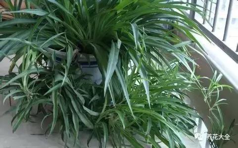 50種花夏季澆水大全,學不會花必死!