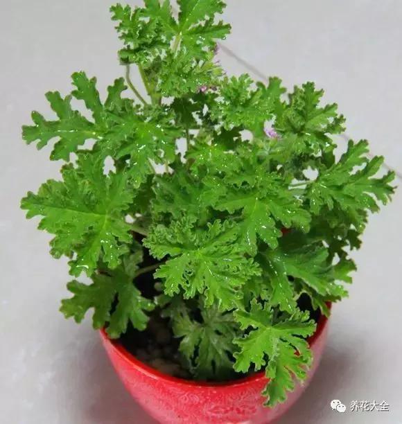 50種花夏季澆水大全,學不會花必死!