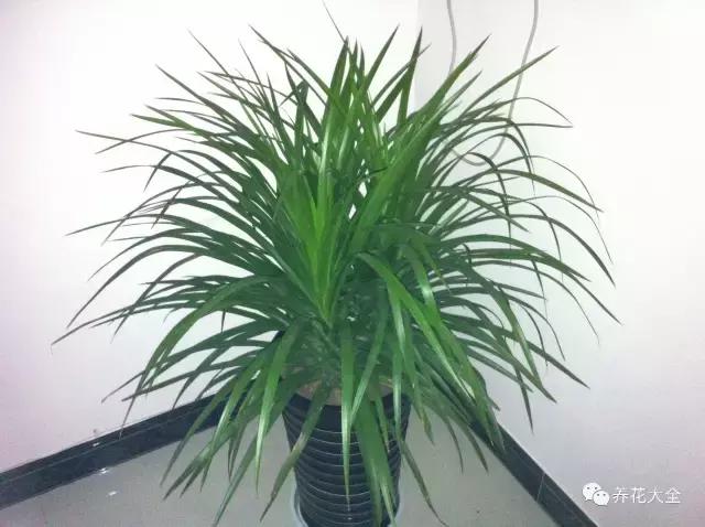 50種花夏季澆水大全,學不會花必死!