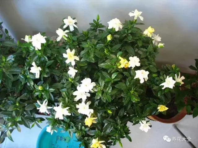 50種花夏季澆水大全,學不會花必死!