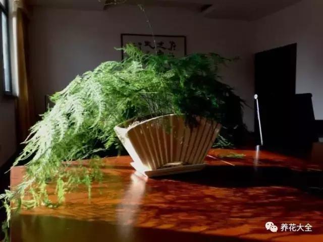 50種花夏季澆水大全,學不會花必死!