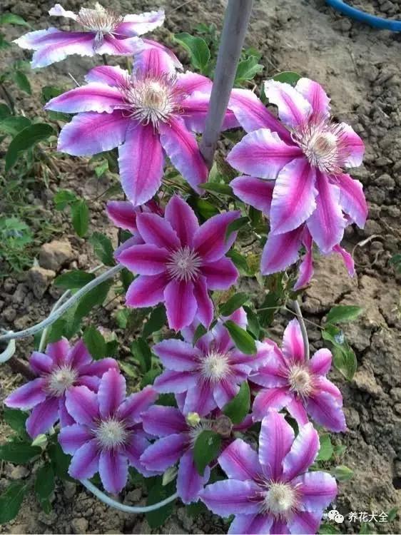 50種花夏季澆水大全,學不會花必死!