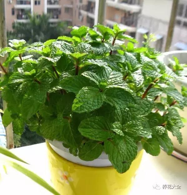 50種花夏季澆水大全,學不會花必死!