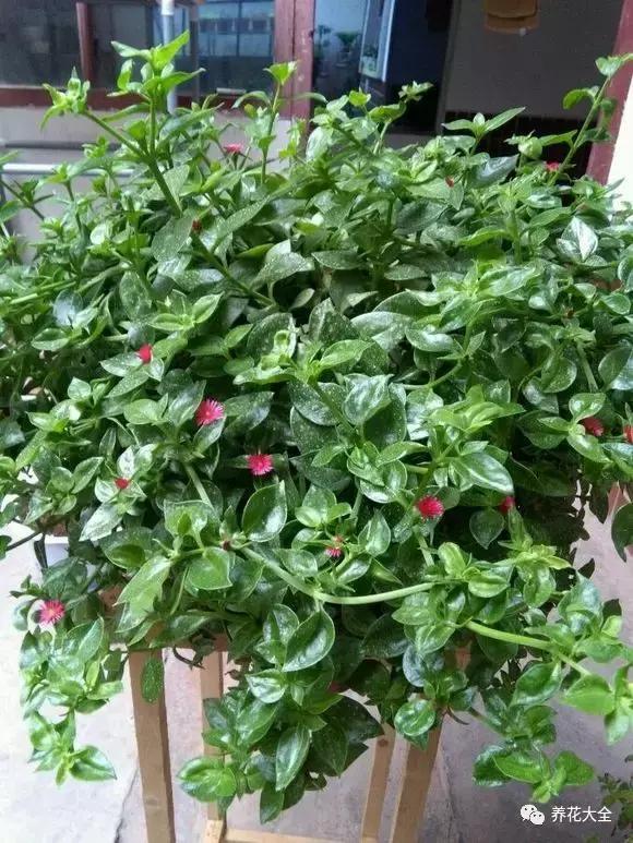 50種花夏季澆水大全,學不會花必死!