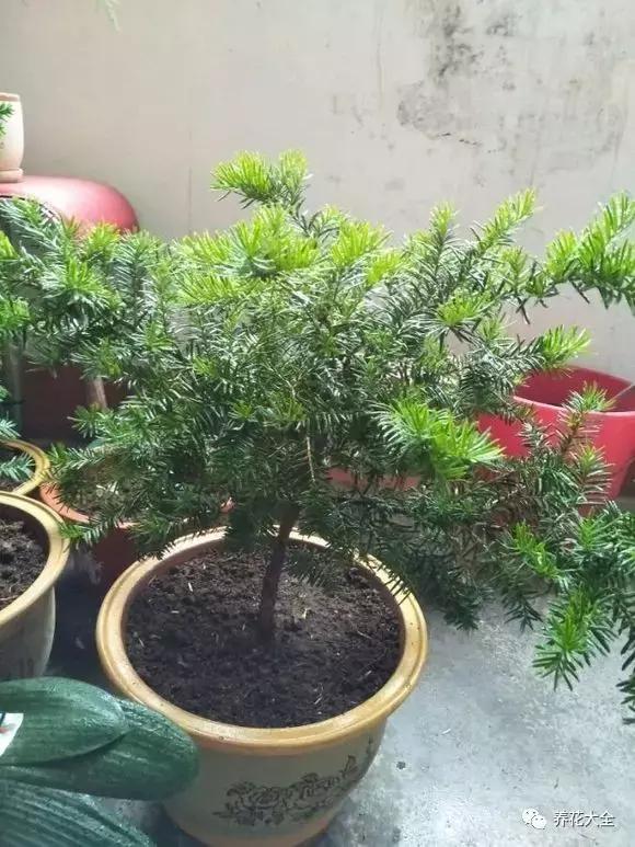 50種花夏季澆水大全,學不會花必死!