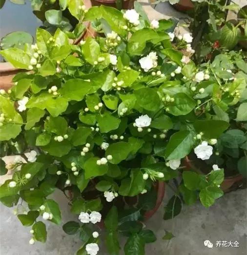 50種花夏季澆水大全，學不會花必死！