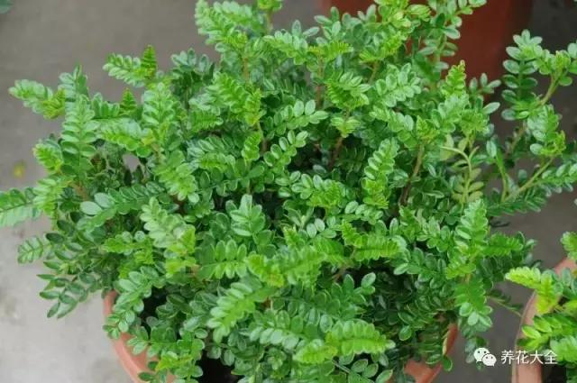 50種花夏季澆水大全,學不會花必死!