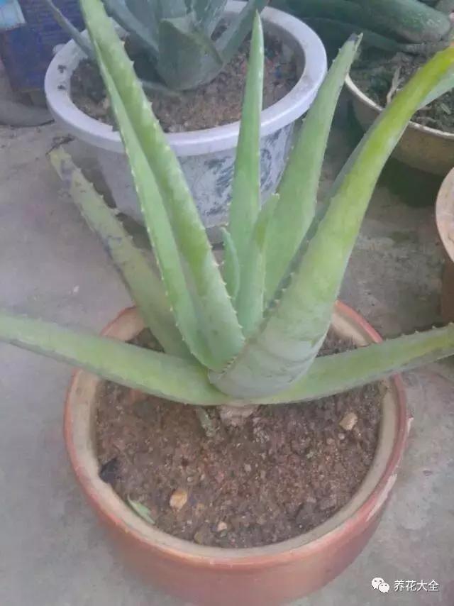 50種花夏季澆水大全,學不會花必死!