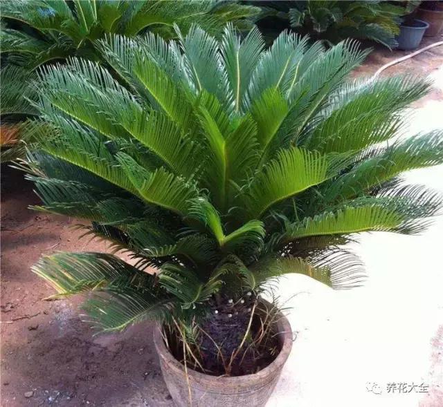 50種花夏季澆水大全,學不會花必死!