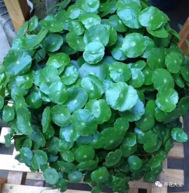 50種花夏季澆水大全,學不會花必死!