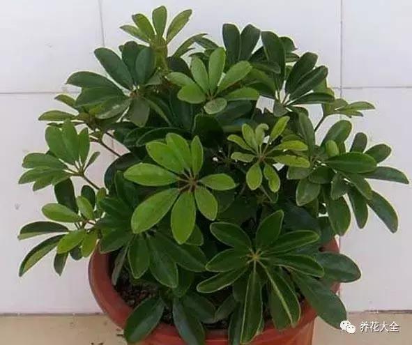 50種花夏季澆水大全,學不會花必死!