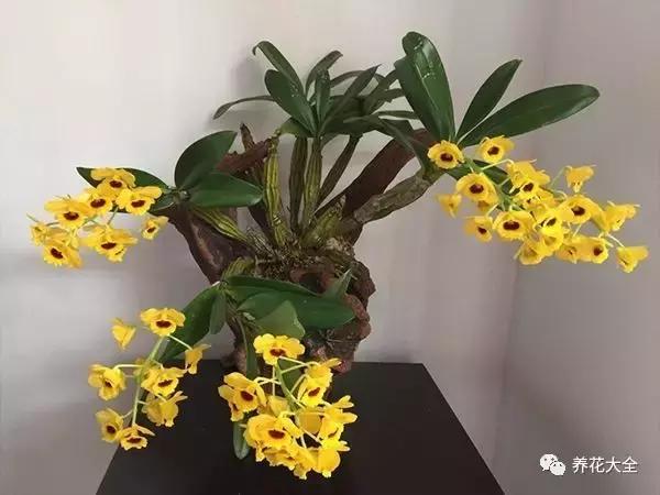 50種花夏季澆水大全,學不會花必死!