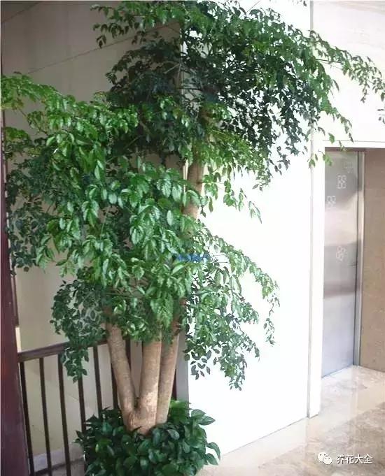 50種花夏季澆水大全,學不會花必死!