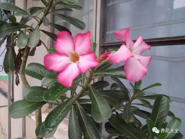 50種花夏季澆水大全,學不會花必死!