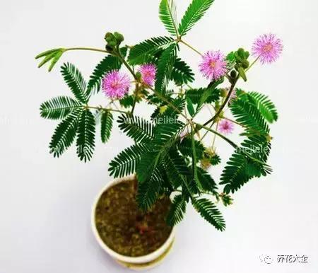 50種花夏季澆水大全,學不會花必死!